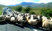 アイルランドの田舎の交通渋滞